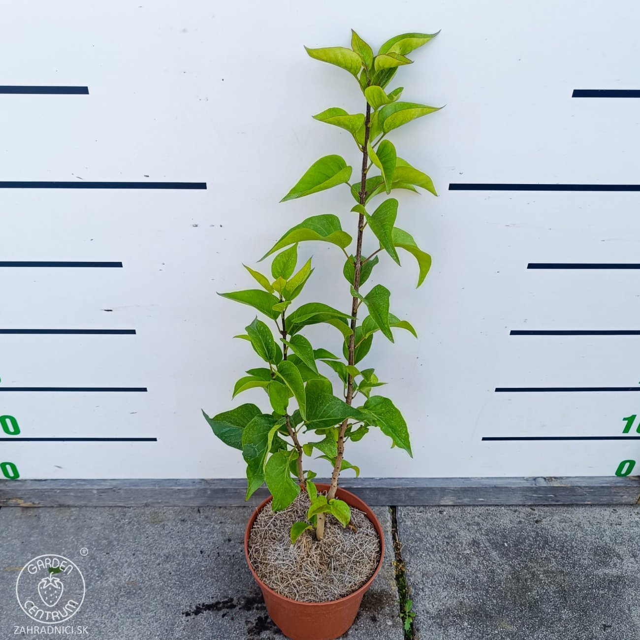 Obrázok Orgován obyčajný (Syringa vulgaris) ´PRINCE WOLKONSKY´ - výška 40-60 cm, kont C2L